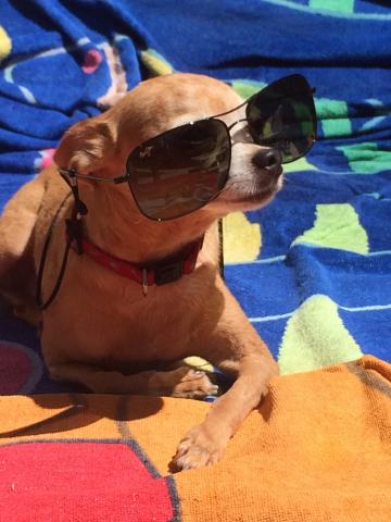 Chihuahua with sun glasses