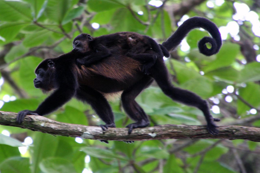 Howler Monkey with baby on it's back